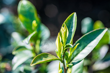 安吉白茶茶芽背景图片