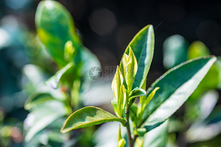 安吉白茶茶芽图片