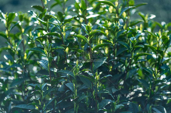 安吉白茶茶芽图片