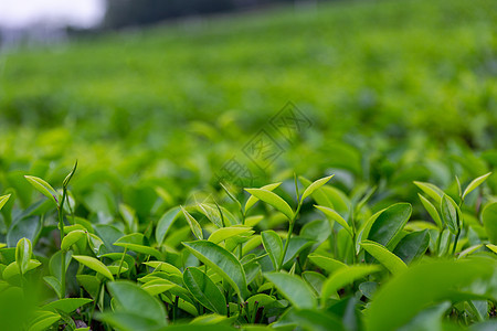 茶园绿色高清图片素材