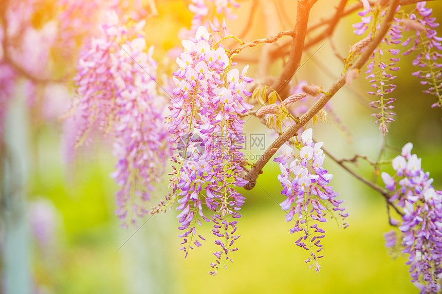 ‘~春日里的紫藤花  ~’ 的图片