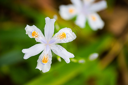 蝴蝶花图片