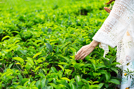 春茶采摘茶园背景