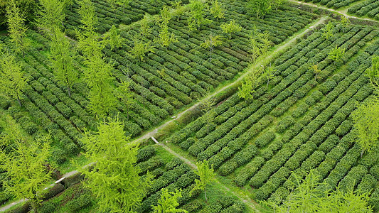 谷雨苏州旺山碧螺春茶园背景