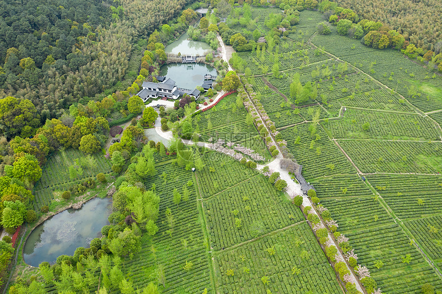 苏州旺山叆叇岭景区茶园图片