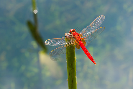 荷花池中赛艇荷花池中的红蜻蜓背景