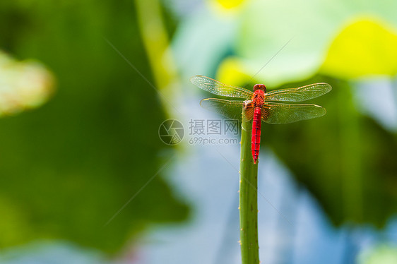 荷花池中的红蜻蜓图片