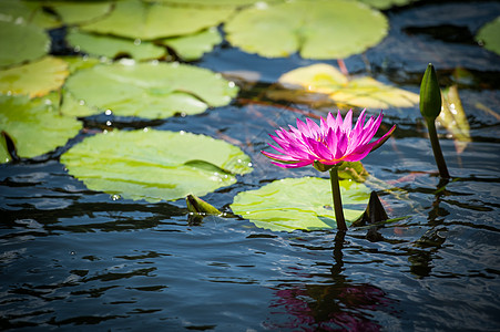 莲花池图片_莲花池图片大全_莲花池背景图片