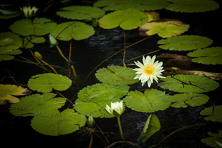 莲花池里的莲花图片