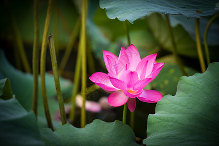 荷花池图片