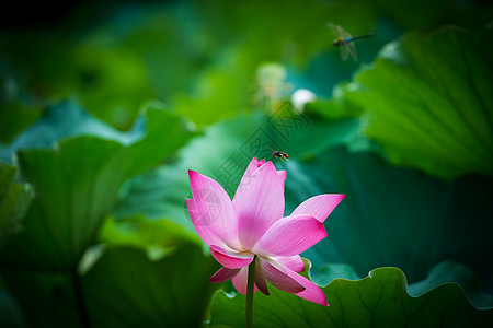 花草荷花池背景