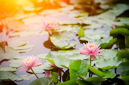 莲花池里的莲花图片