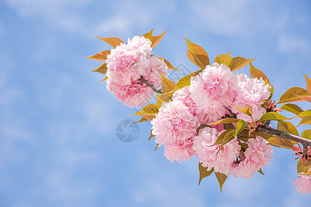 粉色花卉背景复瓣樱花背景