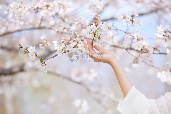 春季女性手捧樱花特写图片