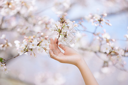 浅粉色樱花图片