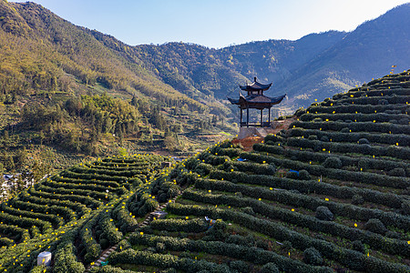 黄山猴坑村茶园高清图片