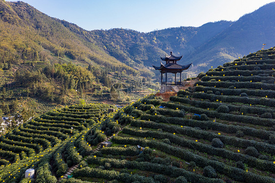 黄山猴坑村茶园图片