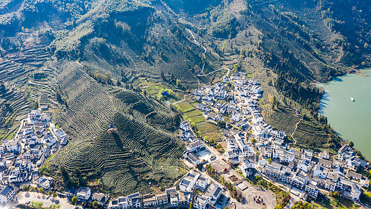 黄山猴坑村茶园图片