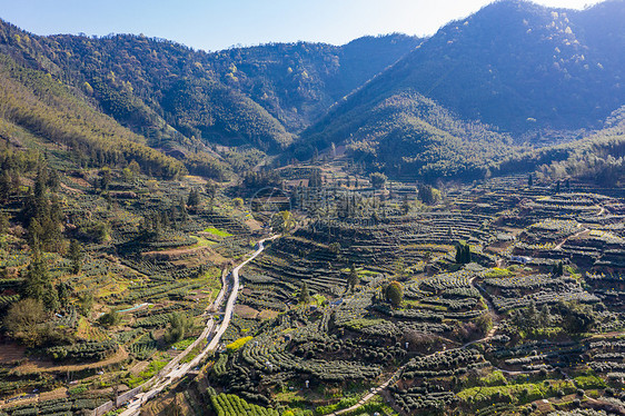 黄山猴坑村茶园图片