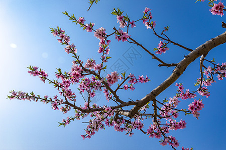 春天到了桃花梨花盛开图片