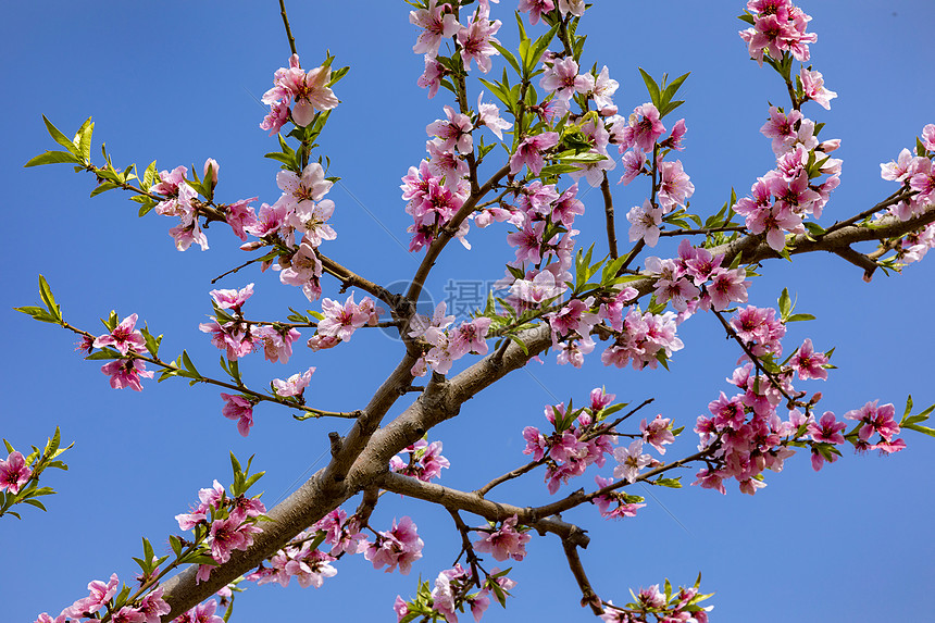 春天到了桃花梨花盛开图片