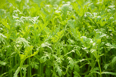 农田里的茼蒿菜图片