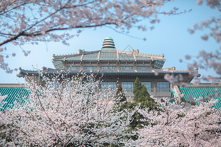 武汉春天武汉大学樱花背景