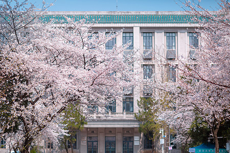 武汉大学樱花图片