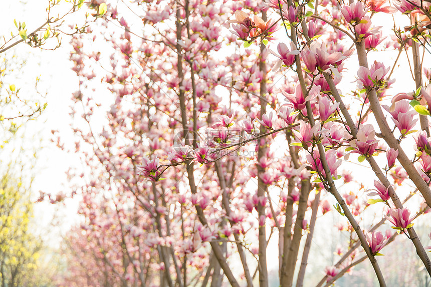 春季繁花图片