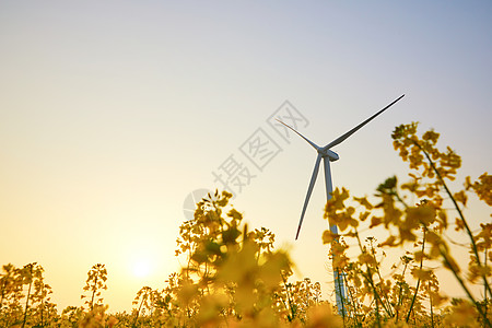 云端风车夕阳下在花田里的风力发电机背景