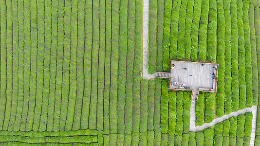 春季自然风光茶园航拍背景图片