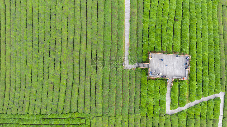 春季自然风光茶园航拍图片