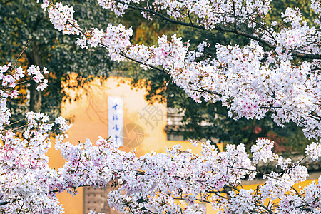 旅游建筑江苏南京春天鸡鸣寺樱花背景