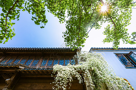 江苏南京老门东传统建筑与木香花图片