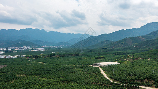 蜜柚山林图片