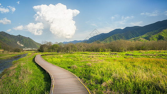 神农架大九湖森林湿地木栈道5A高清图片素材