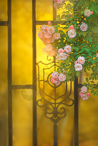 夏图片 夏图片大全 夏背景图片