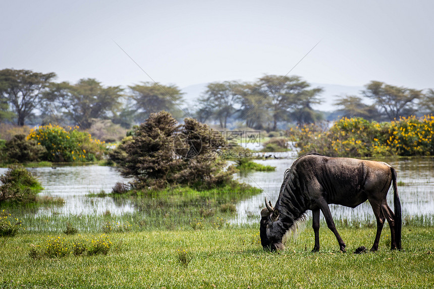 非洲塞伦盖提草原野生角马图片