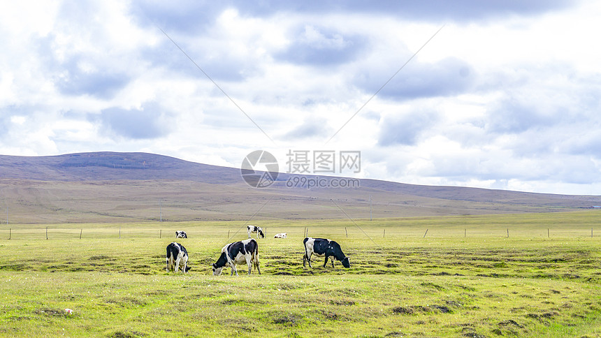 内蒙古草原牧场牛群图片