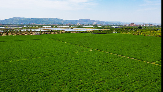 新农村稻田背景图片