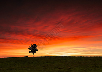 草原地平线晚霞一棵树背景图片