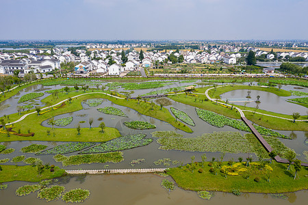 荷花池田园风光图片