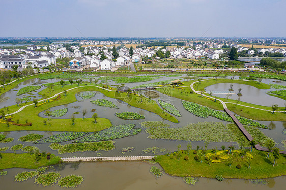 荷花池田园风光图片