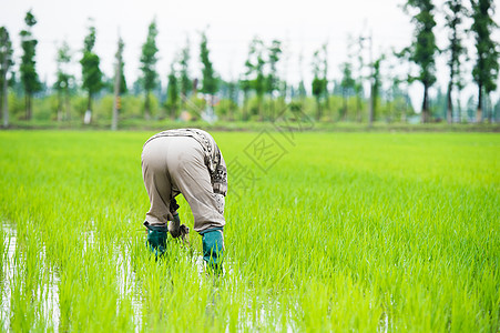 芒种耕地插画在水稻田耕种的农民背景