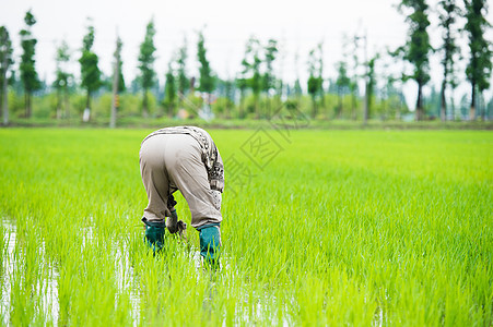 在水稻田耕种的农民图片