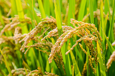 水稻田金黄色的水稻背景