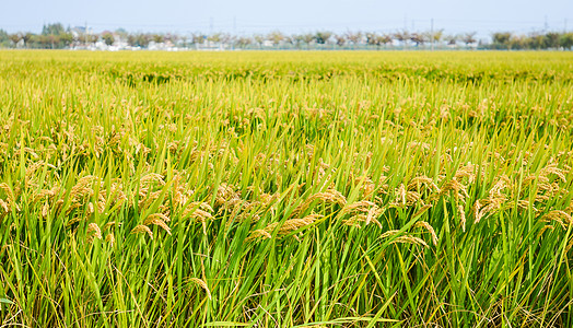 金黄色的水稻背景图片