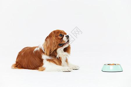 查理王犬照片 查理王犬背景 查理王犬摄影图片下载 摄图网 查理王犬照片 查理王犬背景 查理王犬摄影图片下载 摄图网