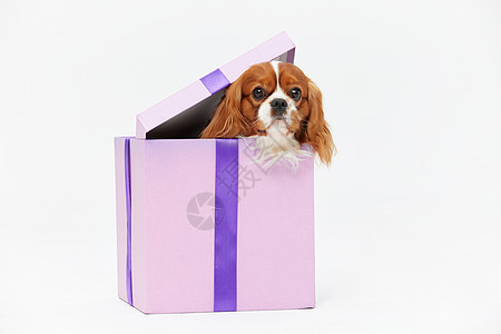 在礼物盒里的查理王犬图片