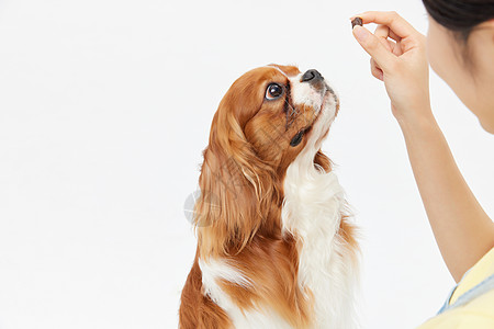 爱宠美女喂食宠物狗图片素材